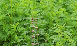 益母草的保健作用（益母草有什么营养）