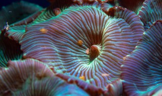 海葵与珊瑚的区别（海葵和珊瑚哪个容易饲养）