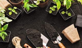 室内盆景植物中不可忽视的风水 室内盆景植物中不可忽视的风水问题