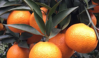 黄果柑的功效与作用 黄果柑的功效与作用是什么