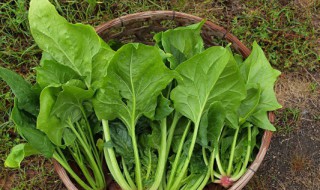 黑豆能和菠菜一起食用吗 黑豆能和菠菜一起食用吗宝宝