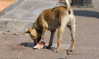 狗能经常吃火腿肠吗（狗狗能经常吃火腿肠吗）