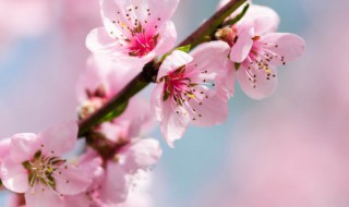 桃花最佳观赏时间是什么时候 桃花的最佳观赏期是几月几日