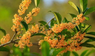 新鲜桂花能吃吗 新鲜桂花可食用吗