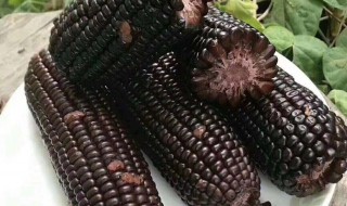 紫玉米的食用方法与禁忌 紫玉米的食用方法与禁忌是什么