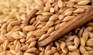 小麦养生功效和营养价值（小麦营养价值与功效）