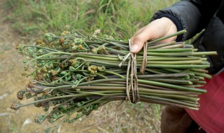 山蕨菜可以食用吗 山蕨菜可以食用吗百度百科