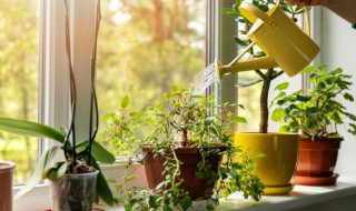 卧室中植物摆放的重点是什么 卧室植物的摆放风水禁忌