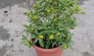 喝蜜桃茶的好处有哪些（喝蜜桃茶的好处有哪些呢）