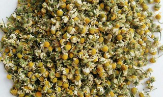 洋甘菊花草茶的功效与作用（洋甘菊花草茶的功效与作用）