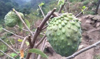 佛头果怎么吃 像佛头一样的水果