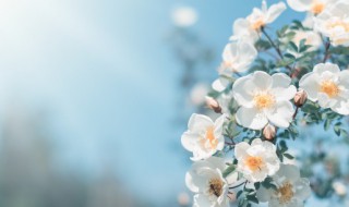 春季养生的特点是什么（春季养生的特点是什么呢）