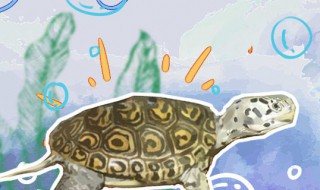 钻纹龟怎么养 钻纹龟怎么养成黄壳
