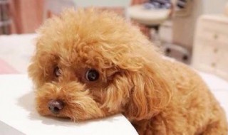 小泰迪狗怎么养（泰迪狗狗怎么训练定点大小便）