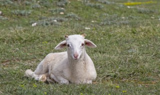 如何养羊怎么养羊 养羊怎么养呀