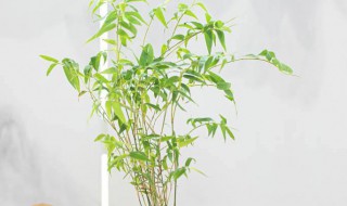 室内盆栽竹子怎么养 室内盆栽竹子怎么养