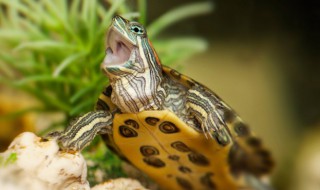 乌龟心跳一分钟多少次 乌龟心跳一分钟多少下