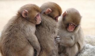 猴子的生活习性 猴子的生活特征和生活方式