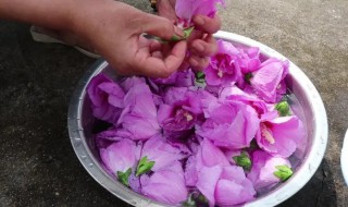 哪些人不可以吃木槿花（什么人不能吃木槿花）