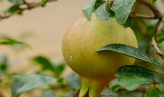 石榴花的寓意是什么（石榴花的寓意和象征）