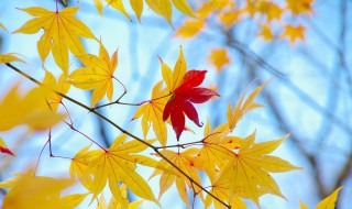 形容秋天景色的句子 这样描写太美了