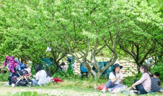 感受大自然野餐的句子 野餐太美好了