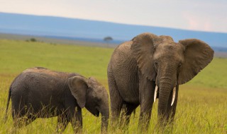 描写大象外貌的句子 描写大象外貌的句子集锦