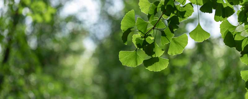 银杏古诗词 银杏古诗词中的意象