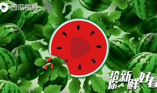 西瓜视频好用吗 关于西瓜视频的简介