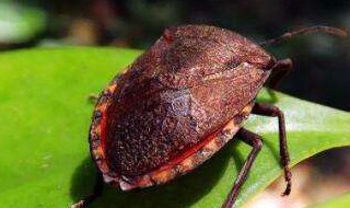 九香虫诱捕方法 九香虫诱捕方法有哪些