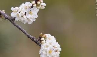 惊蛰前上新坟原因 惊蛰前为什么要上新坟