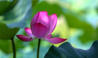 荷叶的寓意和象征 关于荷叶的寓意和象征介绍