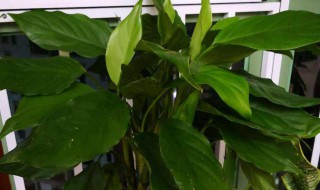 万年青的花语 万年青的花语是什么