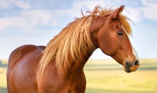 生肖马躲春 生肖马躲春注意事项