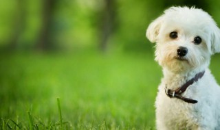 梦见可爱的小狗 梦见小狗的征兆