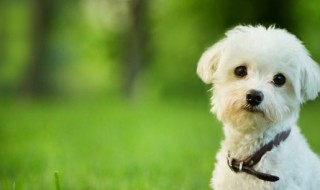 周公解梦梦见大白狗 梦见大白狗好不好