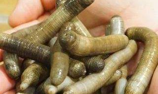 星虫的功效与作用 星虫的功效与作用有哪些