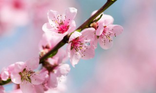 描写春天桃花的诗句 描写春天桃花的诗句精选
