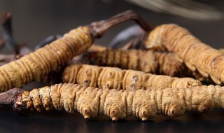 虫草怎么吃才好 怎么吃虫草才好