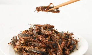 蚱蜢能吃吗（蚱蜢吃了有坏处吗）