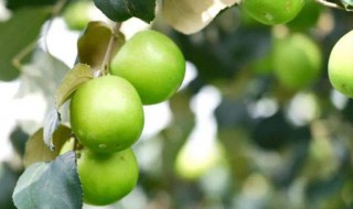 到底青枣能吃吗（青枣可以直接吃吗）