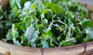 猪菜有什么用途（猪菜的功效与作用及食用方法）