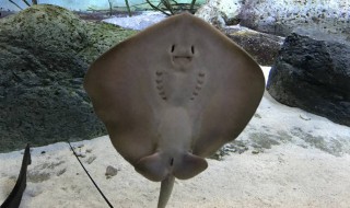 为什么叫魔鬼鱼 魔鬼鱼为什么叫魔鬼鱼