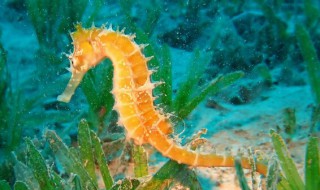 海马是什么（海马是什么类）