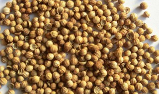 香菜籽的烹饪用途是什么（香菜籽做什么菜用）