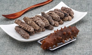 海参吃什么（海参吃什么长大的）