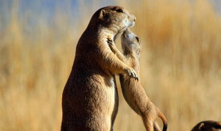 鼬是什么动物 小黄鼬是什么动物