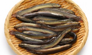 梦到泥鳅（梦到泥鳅是什么意思周公解梦）