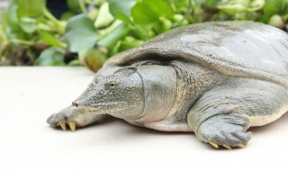 甲鱼是什么（甲鱼是什么鱼）