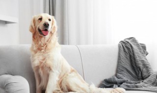 怎么确定雄性狗狗已具备生育能力（狗狗多大有生育功能）